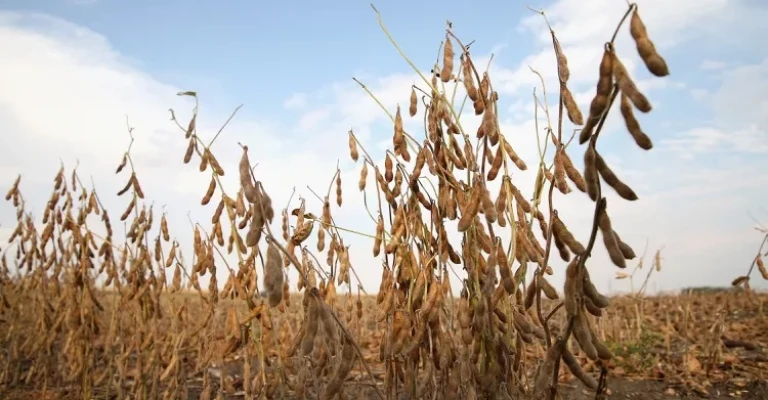 سویای دانه‌ای آماده برداشت، وورتینگتون، مینه‌سوتا، اکتبر ۲۰۱۳