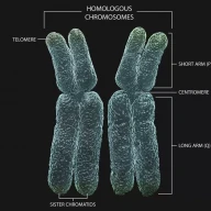 نمودار سه‌بعدی که بخش‌های مختلف کروموزوم‌های همولوگ را توصیف می‌کند.