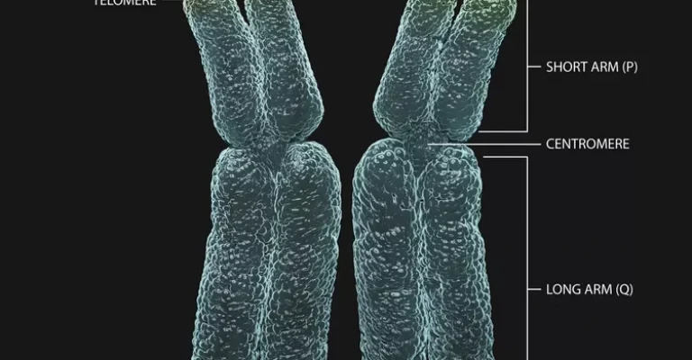 نمودار سه‌بعدی که بخش‌های مختلف کروموزوم‌های همولوگ را توصیف می‌کند.