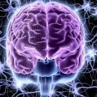 سلول‌های مغز و اعصاب