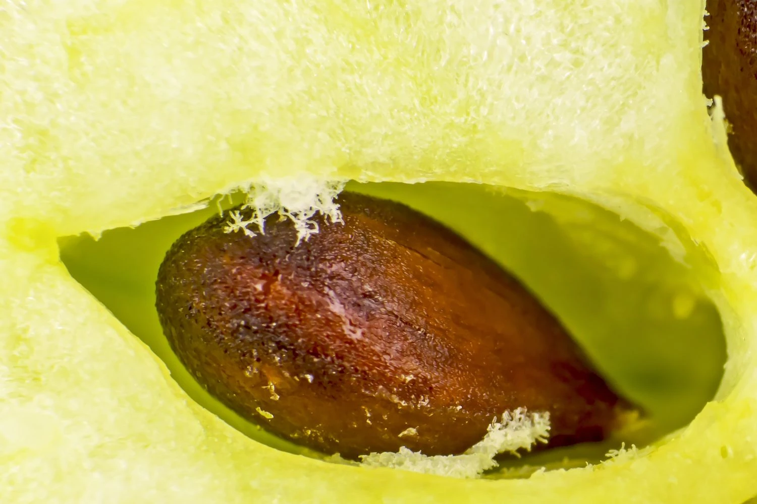 هسته سیب با دانه