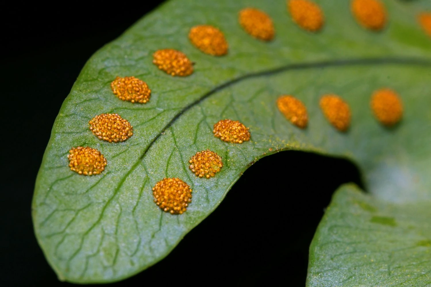 برگ سرخس با هاگ&zwnj;ها