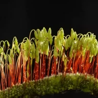 خزه پردار خزنده