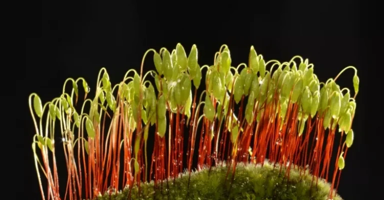 خزه پردار خزنده