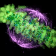 رشته‌های دوک میتوز