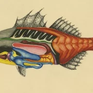 ترسیم آناتومی استئیکت‌ها