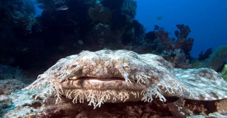 ووبگونگ منگوله‌دار (eucrossorhinus dasypogon) نشسته بر روی سنگی در کف اقیانوس، اندونزی