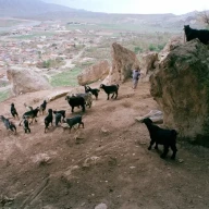 کردها در حال چرای بزهای تیره بر فراز صخره‌های ترکیه هستند