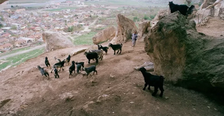 کردها در حال چرای بزهای تیره بر فراز صخره‌های ترکیه هستند