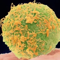 لقاح: اسپرم و تخمک