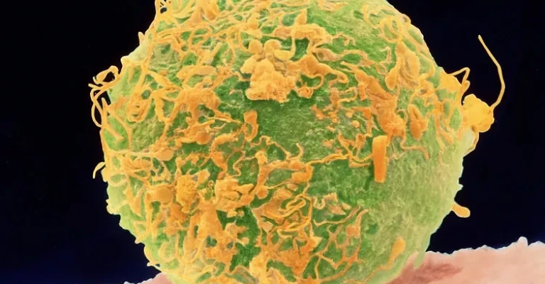 لقاح: اسپرم و تخمک