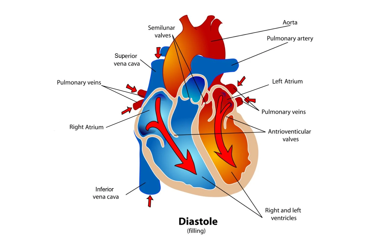 نمودار قلب در مرحله دیاستول چرخه قلبی