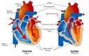 نمودار قلب در طول مراحل دیاستول و سیستول چرخه قلبی
