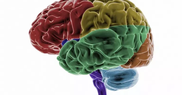 لوب‌های مغز