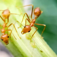 نمای نزدیک از مورچه‌های آتشین روی گیاه