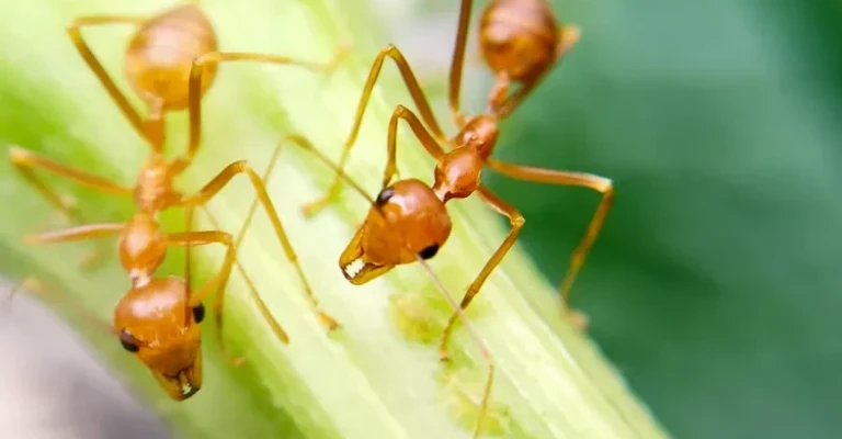 نمای نزدیک از مورچه‌های آتشین روی گیاه