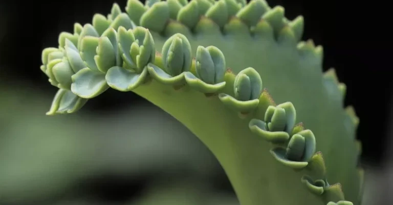 گیاهان کوچک - تکثیر رویشی