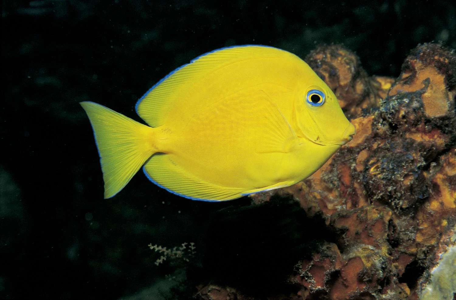 جراح ماهی آبی نابالغ (Paracanthurus hepatus)