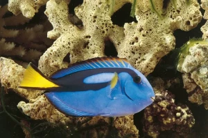 تانگ شاهانه در آکواریوم