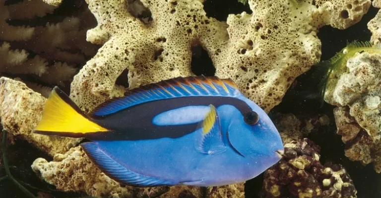 تانگ شاهانه در آکواریوم