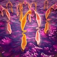 نمای میکروسکوپی از اتصال لیگاند به گیرنده