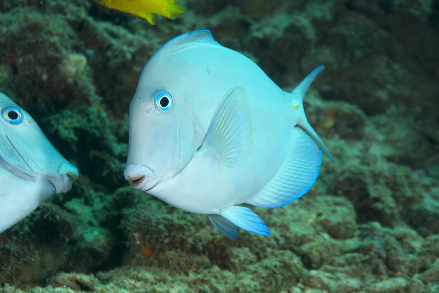 جراح ماهی آبی آتلانتیک (Acanthurus coeruleus)