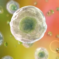 سلول‌های انسانی، تصویر