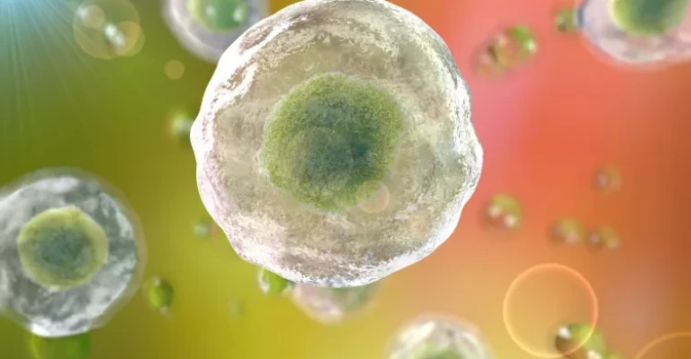 سلول‌های انسانی، تصویر