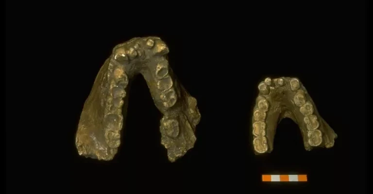 گیگانتوپیتکوس