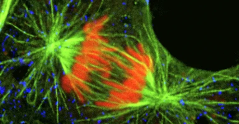 میتوز - پراکسی زوم ها