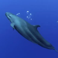 نهنگ قاتل دروغین