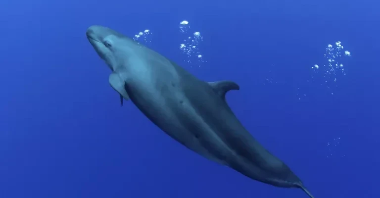 نهنگ قاتل دروغین